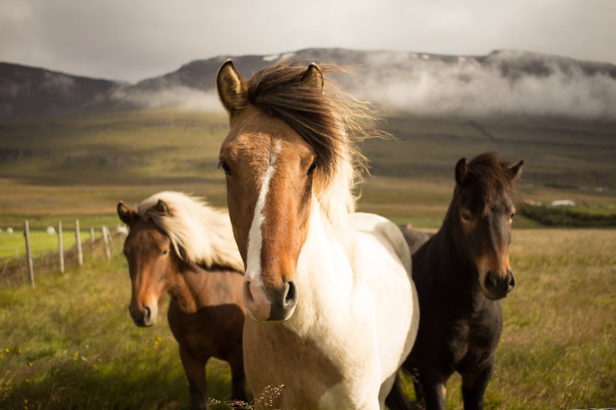 коні ісландія фауна
