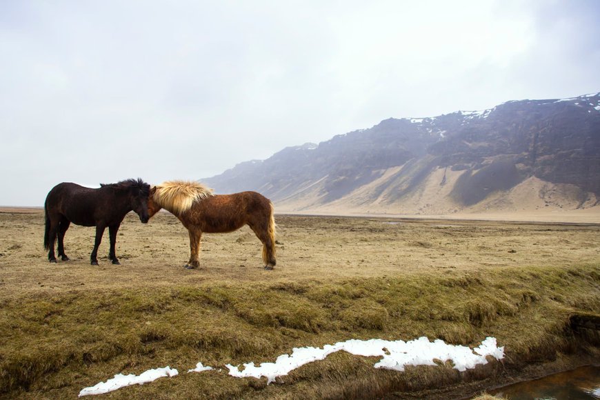 коні ісландія фауна полонина