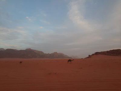 Червона пустеля та верблюди