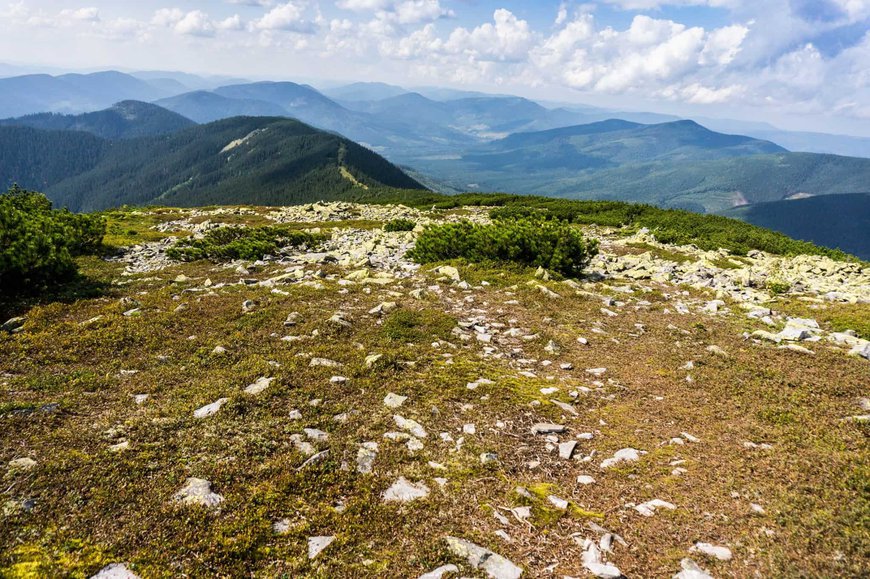 Дикі Горгани