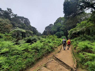 Джунглі Кіліманджаро