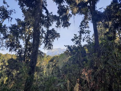 Мвека вид на Кіліманджаро
