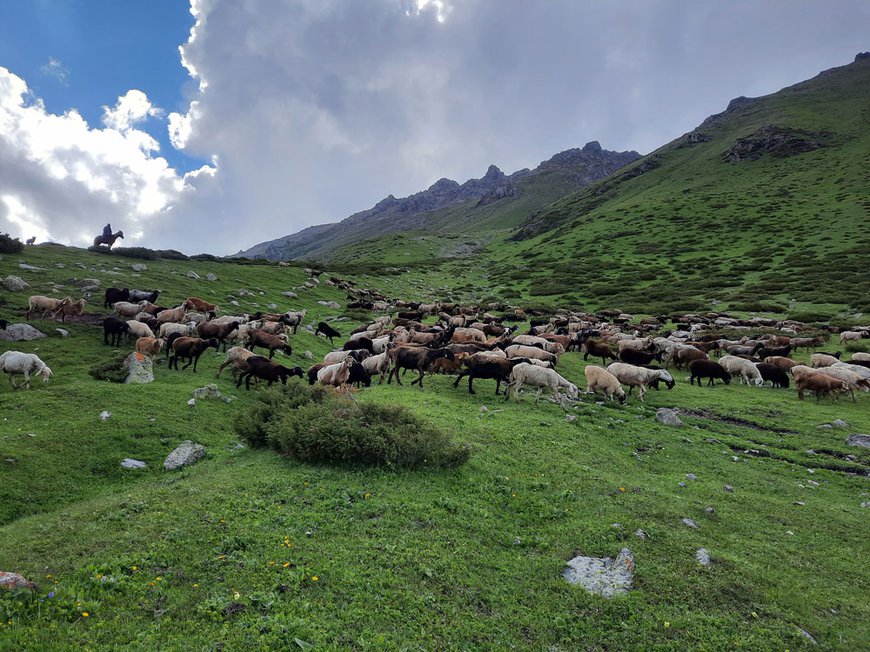 Стада-овець-в-горах-Тянь-Шань