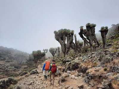 дерева кіліманджаро хрестовик