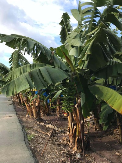 бананові дерева