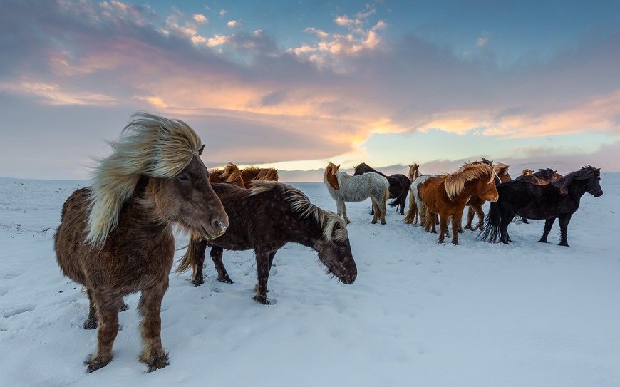 коні зимою в Ісландії