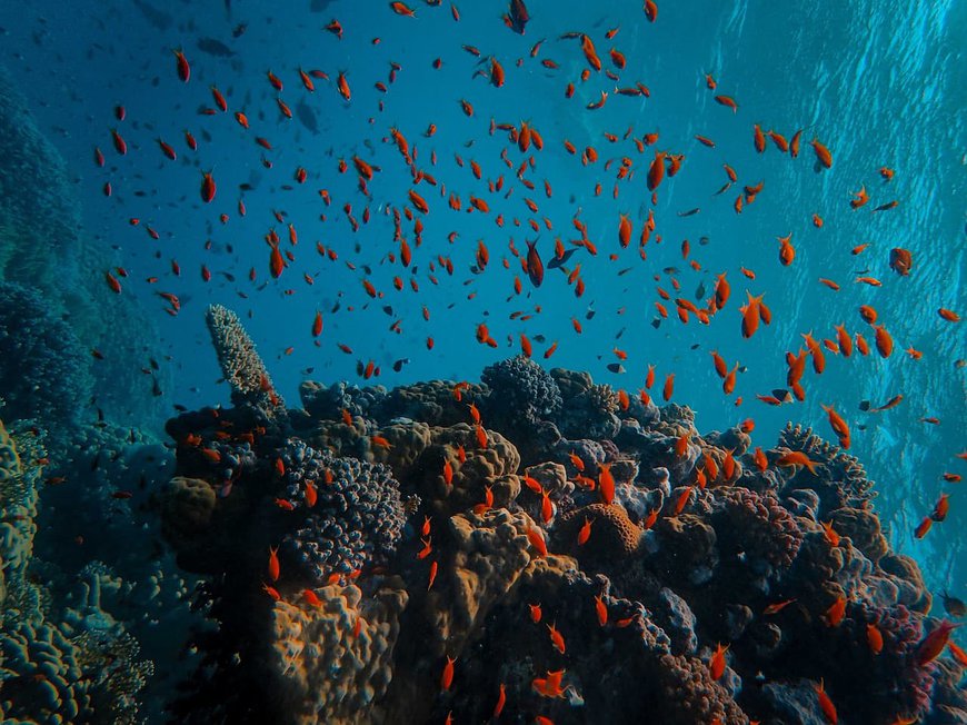 коралові рифи біля блакитної діри в Дахабі