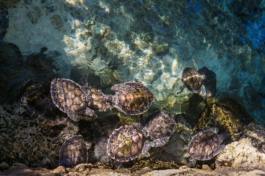 морські черепахи в Карибському морі