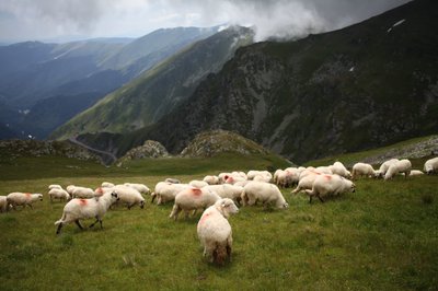 полонина овець в румунії