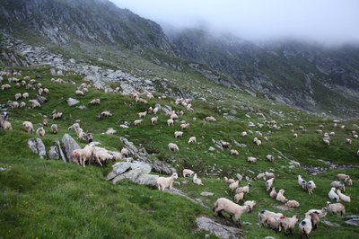 стада овець в горах