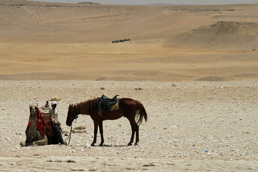 верблюд дорогою до поселення бедуїнів
