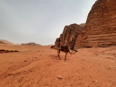 верблюди в пустелі ваді рам